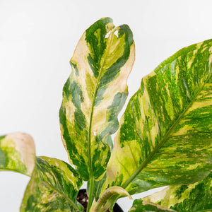 Anthurium 'Renaissance' Pink Variegated (wk42-L383)