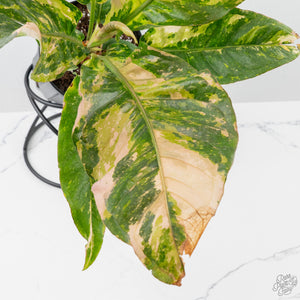 Anthurium 'Renaissance' Pink Variegated (wk42-L383)
