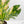 Anthurium 'Renaissance' Pink Variegated (wk42-L383)