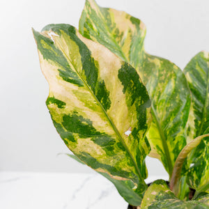 Anthurium 'Renaissance' Pink Variegated (wk42-L383)