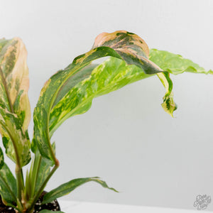 Anthurium 'Renaissance' Pink Variegated (wk42-L384)