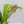Anthurium 'Renaissance' Pink Variegated (wk42-L384)