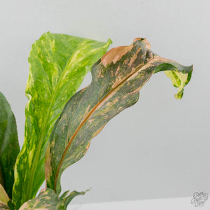 Anthurium 'Renaissance' Pink Variegated (wk42-L384)