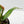 Anthurium 'Renaissance' Pink Variegated (wk42-L384)