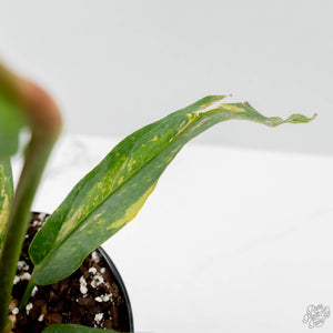 Anthurium 'Renaissance' Pink Variegated (wk42-L384)