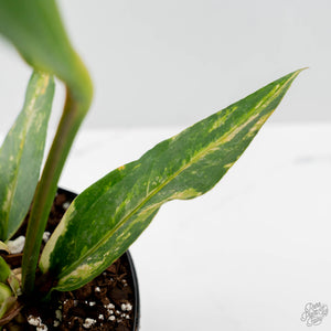 Anthurium 'Renaissance' Pink Variegated (wk42-L384)