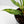 Anthurium 'Renaissance' Pink Variegated (wk42-L384)