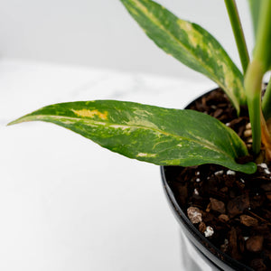 Anthurium 'Renaissance' Pink Variegated (wk42-L384)