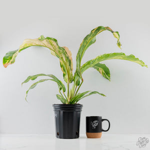 Anthurium 'Renaissance' Pink Variegated (wk42-L384)