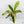 Anthurium 'Renaissance' Pink Variegated (wk42-L384)