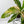 Anthurium 'Renaissance' Pink Variegated (wk42-L384)