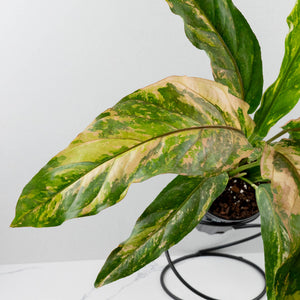 Anthurium 'Renaissance' Pink Variegated (wk42-L384)