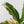 Anthurium 'Renaissance' Pink Variegated (wk42-L384)
