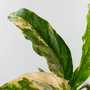 Anthurium 'Renaissance' Pink Variegated (wk42-L384)