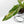 Anthurium 'Renaissance' Pink Variegated (wk42-L384)