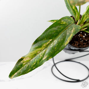 Anthurium 'Renaissance' Pink Variegated (wk42-L384)