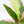 Anthurium 'Renaissance' Pink Variegated (wk44-L411)