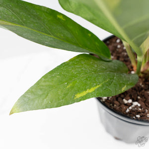 Anthurium 'Renaissance' Pink Variegated (wk44-L411)