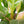 Anthurium 'Renaissance' Pink Variegated (wk44-L411)
