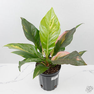 Anthurium 'Renaissance' Pink Variegated (wk44-L411)