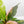 Anthurium 'Renaissance' Pink Variegated (wk44-L411)