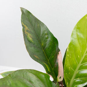 Anthurium 'Renaissance' Pink Variegated (wk44-L411)