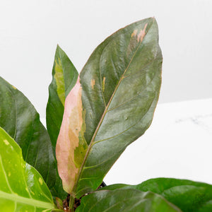 Anthurium 'Renaissance' Pink Variegated (wk44-L411)