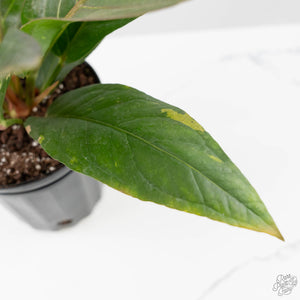 Anthurium 'Renaissance' Pink Variegated (wk44-L411)