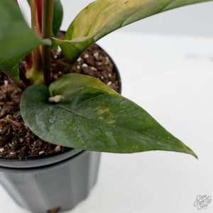 Anthurium 'Renaissance' Pink Variegated - Half Moons (wk44-L412)