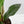 Anthurium 'Renaissance' Pink Variegated - Half Moons (wk44-L412)