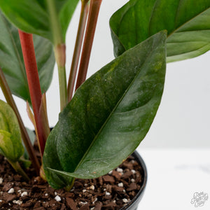 Anthurium 'Renaissance' Pink Variegated - Half Moons (wk44-L412)