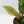 Anthurium 'Renaissance' Pink Variegated - Half Moons (wk44-L412)