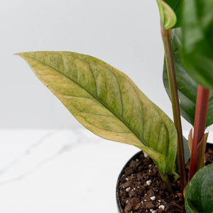 Anthurium 'Renaissance' Pink Variegated - Half Moons (wk44-L412)