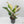 Anthurium 'Renaissance' Pink Variegated - Half Moons (wk44-L412)