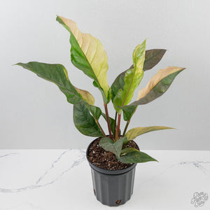 Anthurium 'Renaissance' Pink Variegated - Half Moons (wk44-L412)
