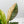 Anthurium 'Renaissance' Pink Variegated - Half Moons (wk44-L412)