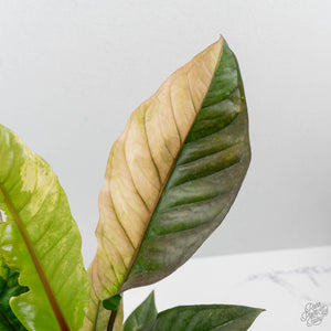 Anthurium 'Renaissance' Pink Variegated - Half Moons (wk44-L412)
