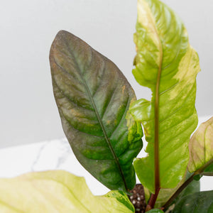 Anthurium 'Renaissance' Pink Variegated - Half Moons (wk44-L412)