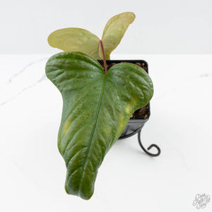 Anthurium Sp. Trilobe 'Rio Guanche' (wk24-UQ)