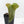 Anthurium Sp. Trilobe 'Rio Guanche' (wk24-UQ)