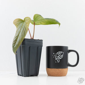 Anthurium Sp. Trilobe 'Rio Guanche' (wk24-UQ)
