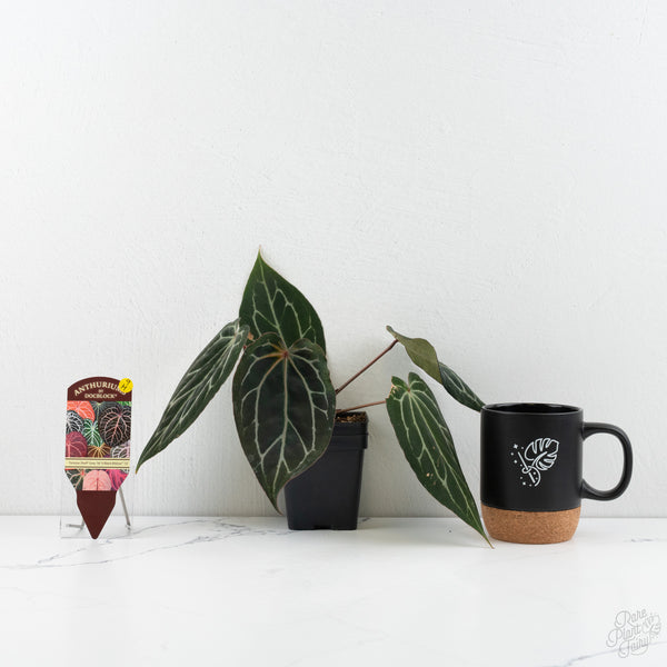 Anthurium Tortoise Shell Grey '36' x Black Widow '13' by DocBlock® (wk9-H)