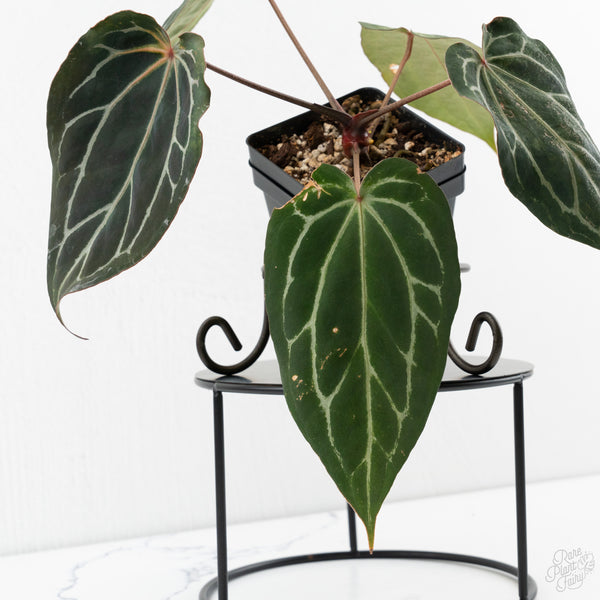 Anthurium Tortoise Shell Grey '36' x Black Widow '13' by DocBlock® (wk9-H)