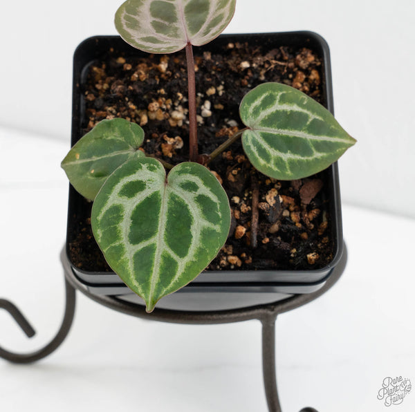 Anthurium Tortoise Shell Grey '36'x self by DocBlock® (wk11-G)