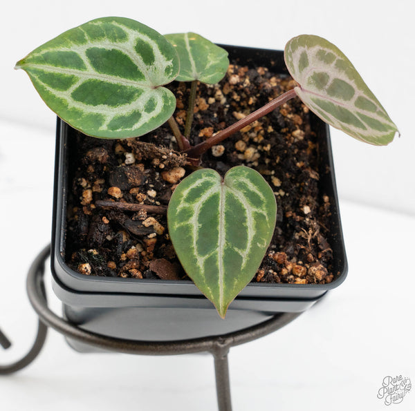Anthurium Tortoise Shell Grey '36'x self by DocBlock® (wk11-G)