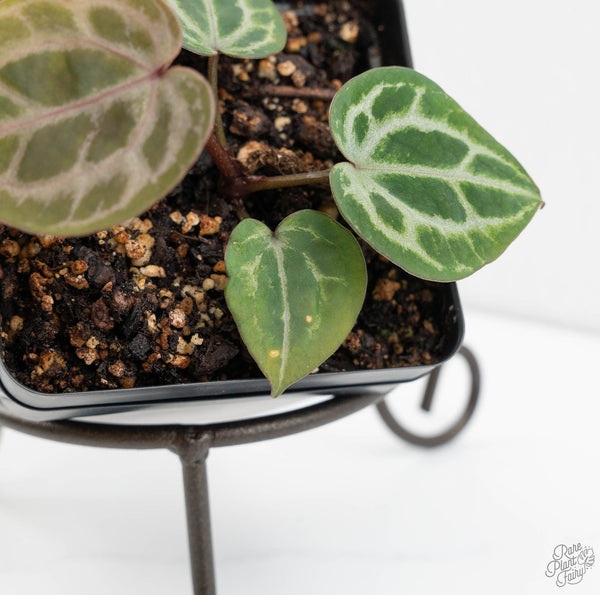 Anthurium Tortoise Shell Grey '36'x self by DocBlock® (wk11-G)