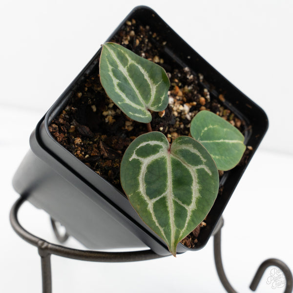 Anthurium Tortoise Shell Grey '36'x self by DocBlock® (wk9-N)