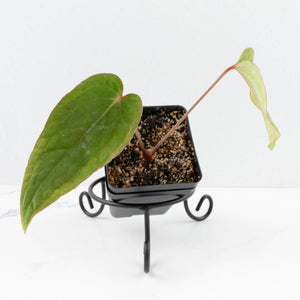 Anthurium 'Tropiflora Delta' x Antolakii (Formerly BVEP) (wk30-R)