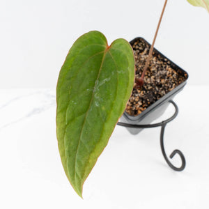 Anthurium 'Tropiflora Delta' x Antolakii (Formerly BVEP) (wk30-R)