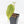 Anthurium 'Tropiflora Delta' x Antolakii (Formerly BVEP) (wk30-R)